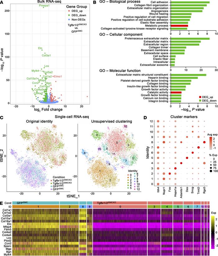 Whole transcriptome profiling 1 week after disrupting TGF-β signaling in...