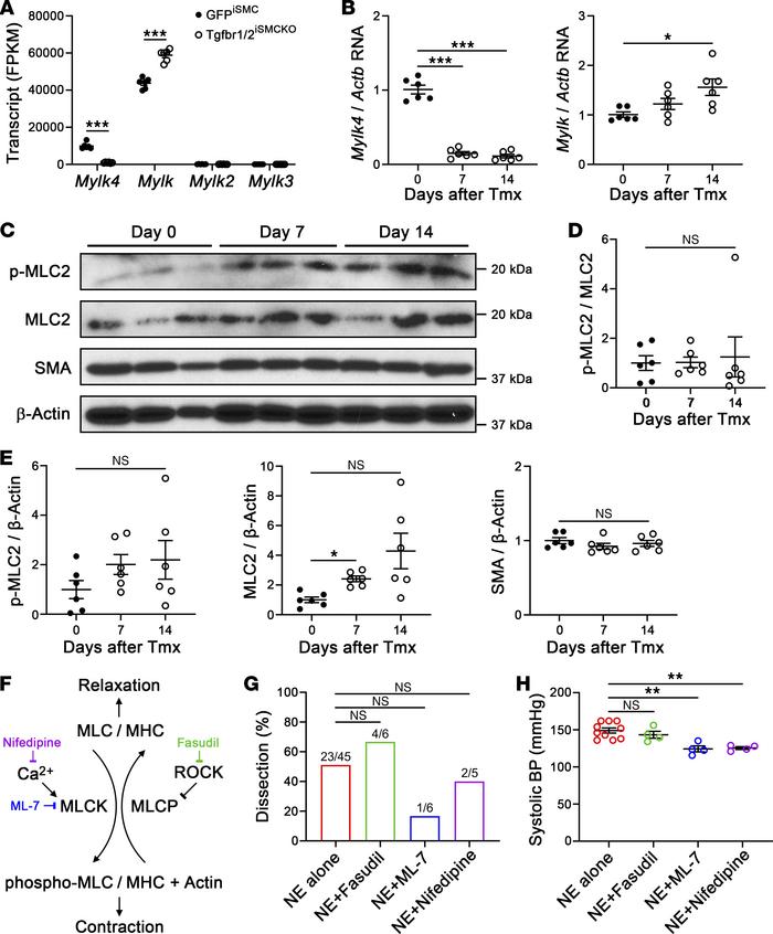 Altered expression of regulatory contractile molecules does not substant...