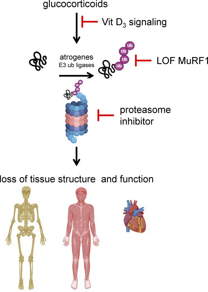 Atrogene upregulation is a central mechanistic hub underlying the damagi...