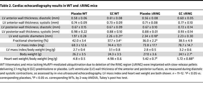 Cardiac echocardiography results in WT and ΔRING mice