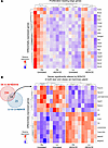 Differentially expressed genes in mammary glands of lean and obese rats wit