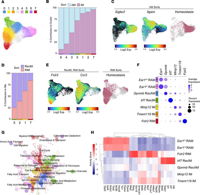 Macrophage clusters correspond to compartment and origin.
(A) Macrophage...
