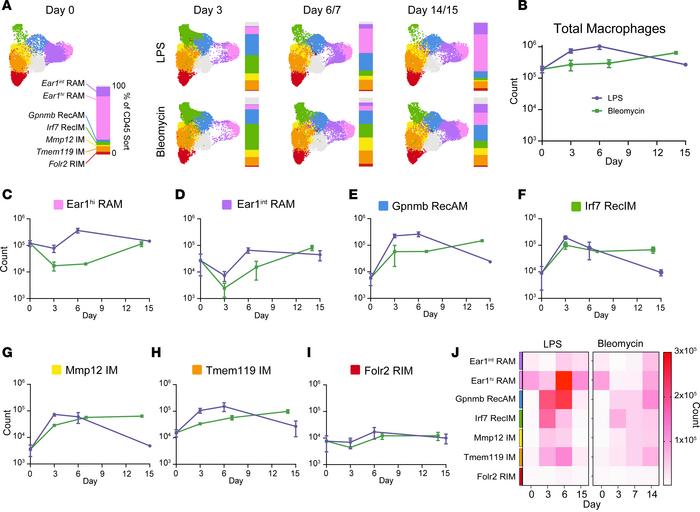 Macrophage cluster sizes vary over time and between models.
(A) Macropha...