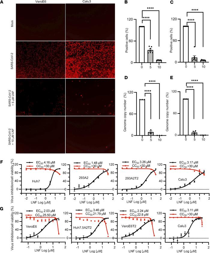 LNF inhibits SARS-CoV-2 infection.
(A) VeroE6 and Calu3 cells were infec...