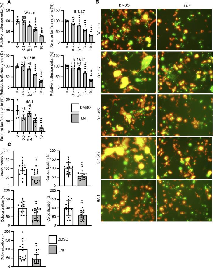 LNF blocks SARS-CoV-2 spike protein–mediated cell-cell fusion.
(A) Cell-...