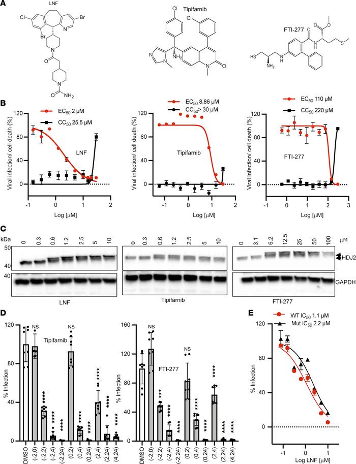 Effect of other FTase inhibitors on SARS-CoV-2 infection.
(A) The chemic...