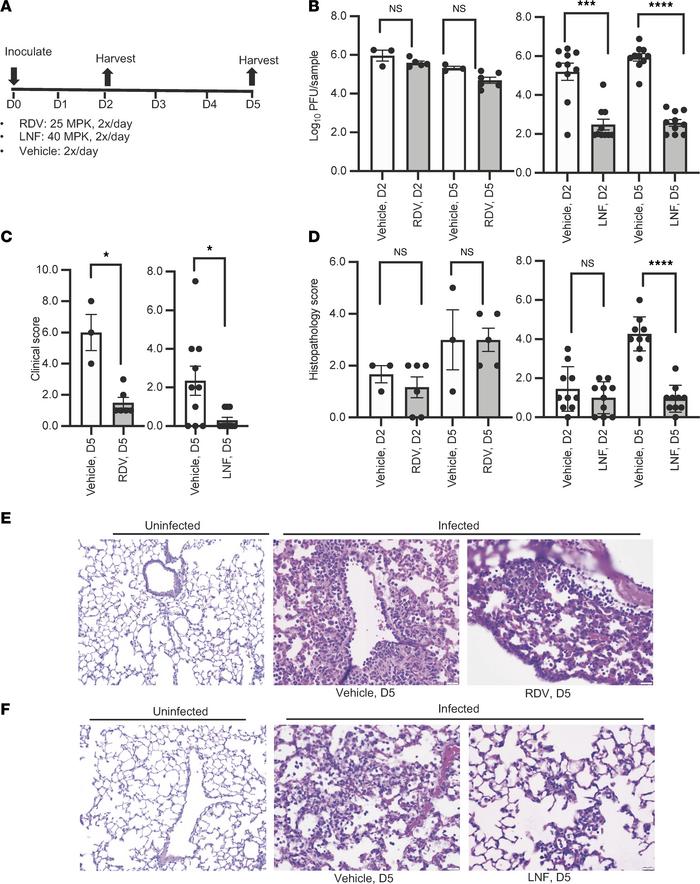 Efficacy of LNF in an animal model.
(A) Drug treatment scheme showing ho...