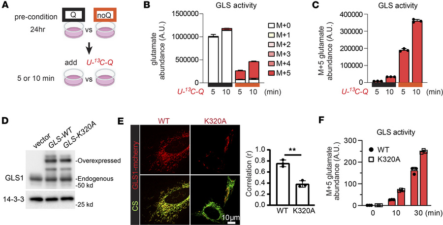 GLS1 clustering increases its enzymatic activity.
(A) Schematic of the t...
