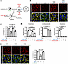 The level of glutamate, not glutamine, determines GLS1 clustering.