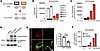 GLS1 clustering increases its enzymatic activity.