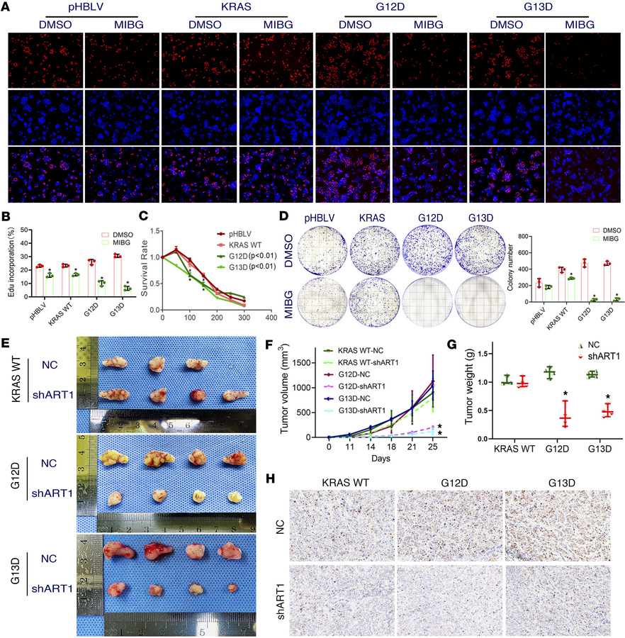 Inhibition of mono-ADP-ribosylated GRP78/BiP affects the growth of KRAS-...