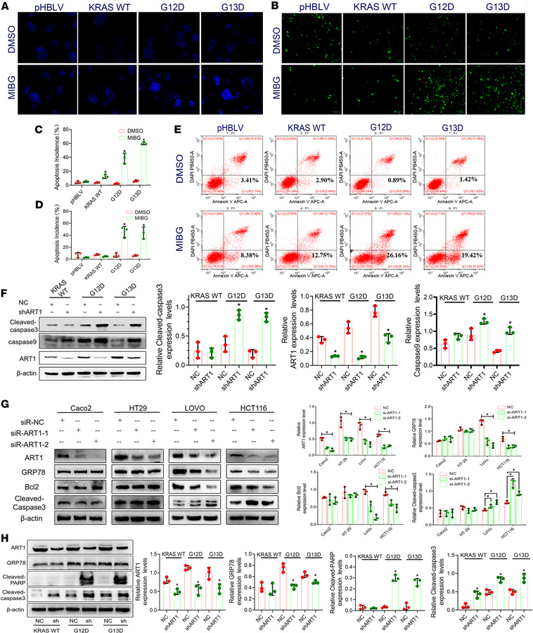 Inhibition of mono-ADP-ribosylated GRP78/BiP affects the apoptosis of KR...