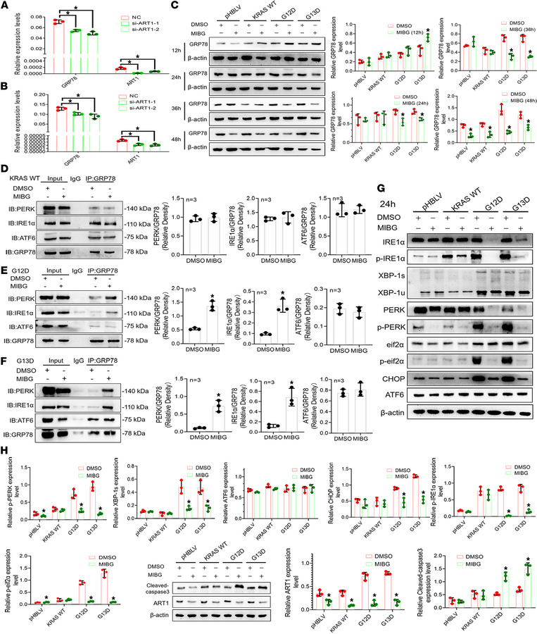 Molecular mechanism of mono-ADP-ribosylated GRP78/BiP affecting UPR sign...