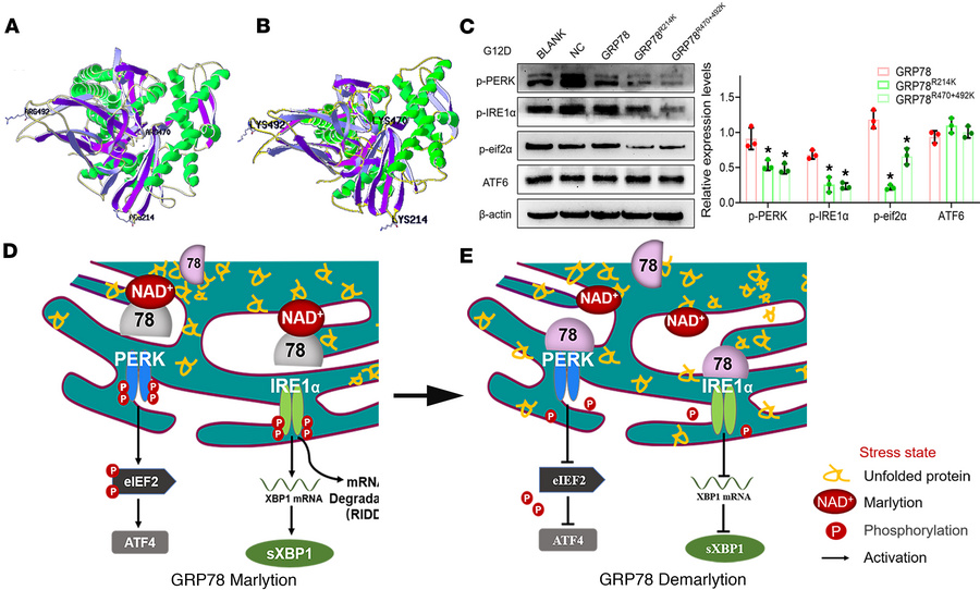 Preliminary study on arginine mono-ADP-ribosylation site of GRP78/BiP.
(...