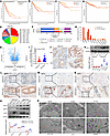 Expression and correlation of ART1 and ER stress markers in KRAS-mutant CRC