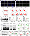 Inhibition of mono-ADP-ribosylated GRP78/BiP affects the apoptosis of KRAS-