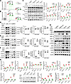 Molecular mechanism of mono-ADP-ribosylated GRP78/BiP affecting UPR signali