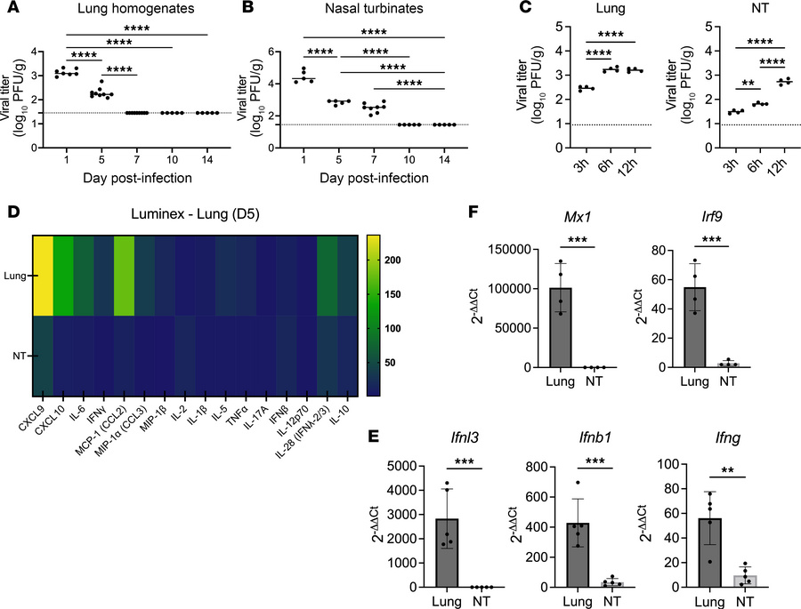 Upper airways show delayed HMPV clearance, minimal IFN production, and a...