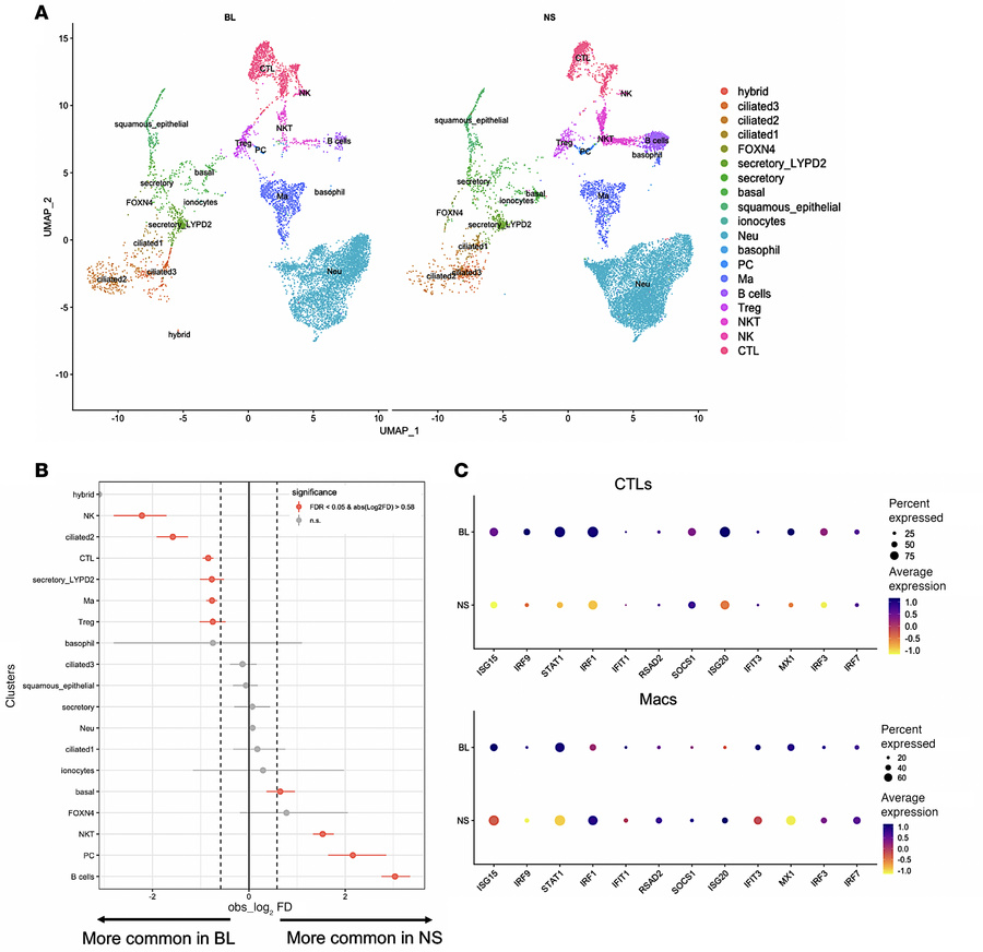 Upper airways of patients with severe COVID-19 show reduced IFN response...