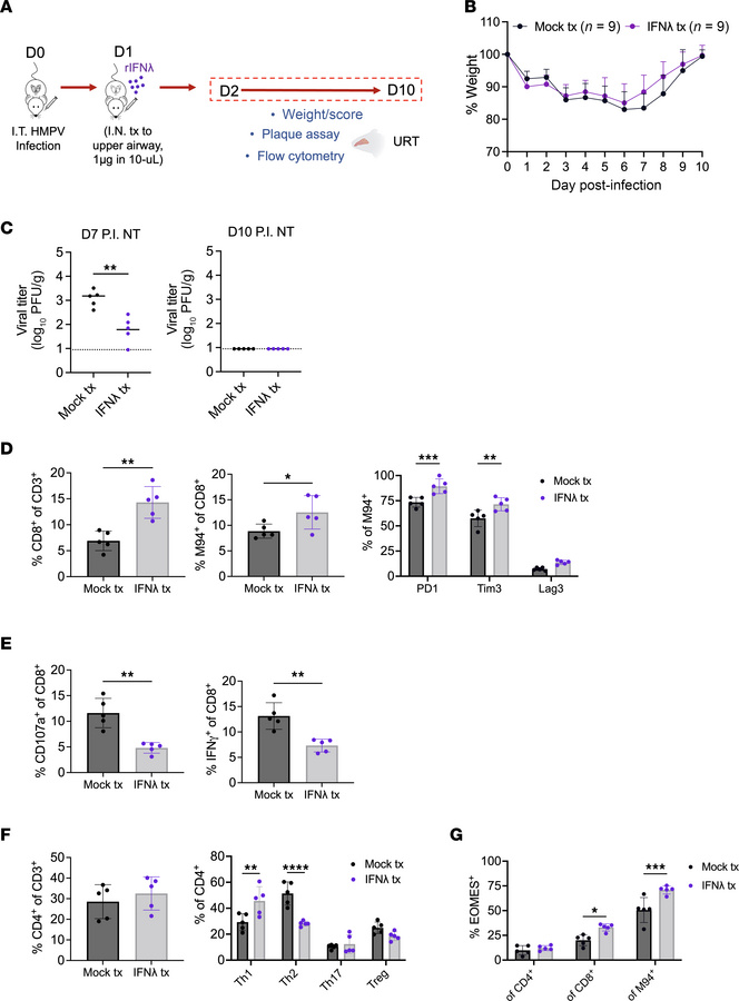 Type III IFN treatment of upper airway increases HMPV-specific CD8+ T ce...