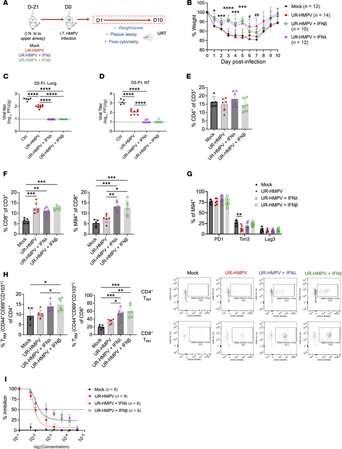 IFN adjuvant of nasal HMPV immunization enhances memory T cell responses...