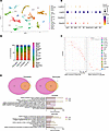 Upper airways of HMPV-infected mice are enriched for genes negatively regul