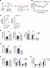 Type III IFN treatment of upper airway increases HMPV-specific CD8+ T cell