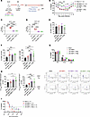 IFN adjuvant of nasal HMPV immunization enhances memory T cell responses an