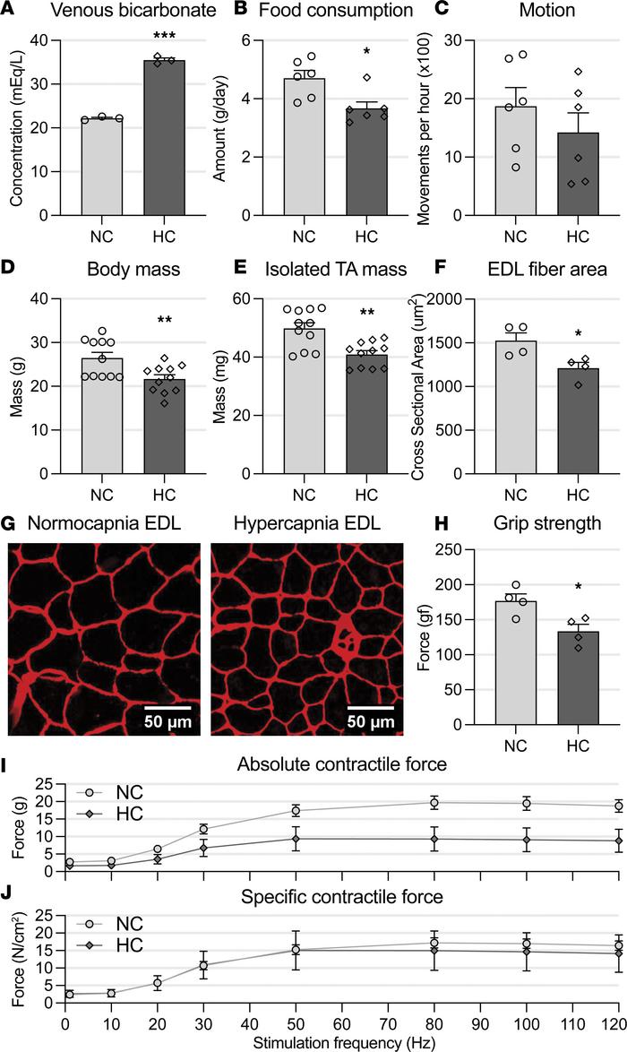 Chronic hypercapnia exposure causes skeletal muscle dysfunction.
(A) Ven...