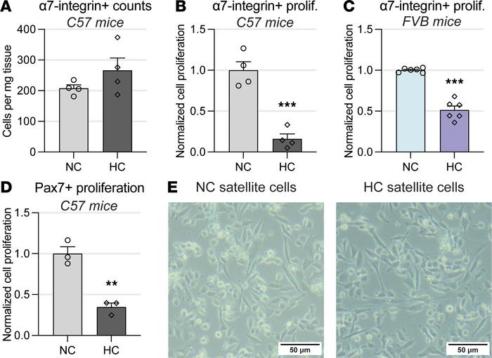 Chronic hypercapnia leads to reduced satellite cell activation.
(A) Tota...