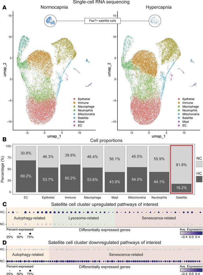 Single-cell sequencing analysis of satellite cells, autophagy, and senes...