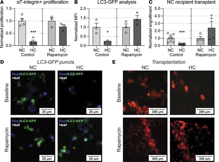 Rapamycin administration attenuates hypercapnia-induced impaired myogene...