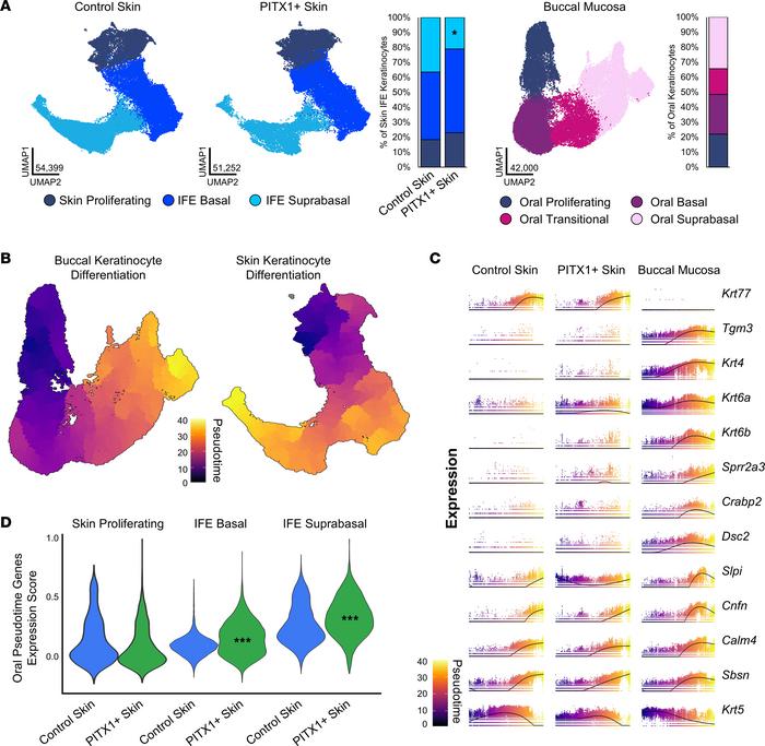PITX1 reprograms epidermal interfollicular keratinocyte subtypes.
(A) UM...