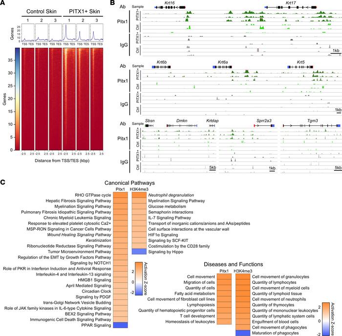CUT&amp;Tag-Seq of PITX1 illustrates binding to activated and oral kerat...