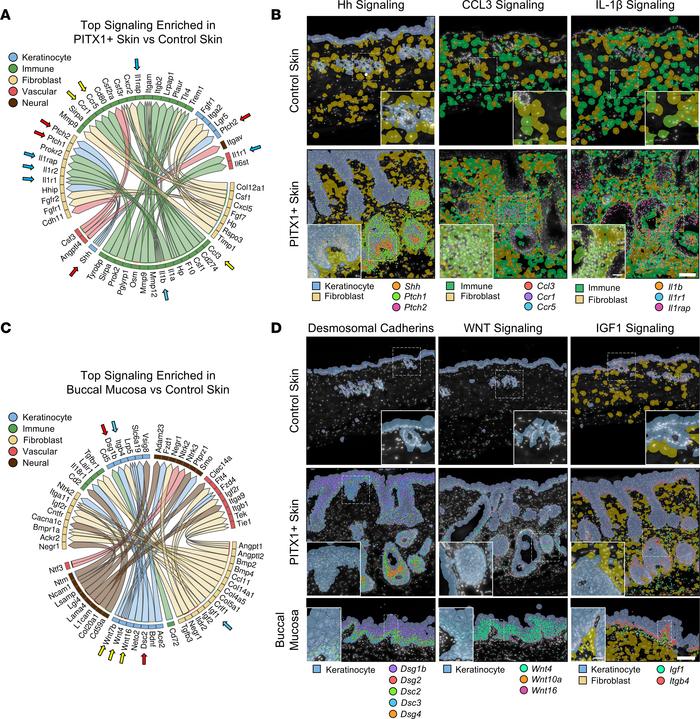 Intercellular communication in the skin is shifted toward an oral like s...