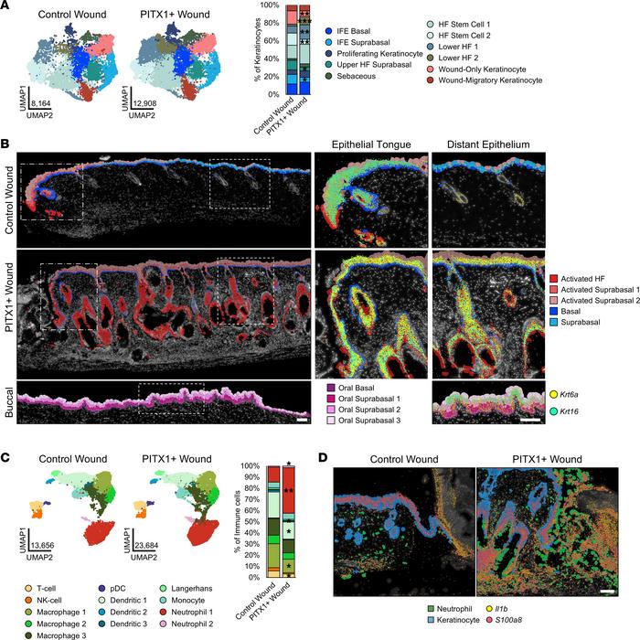 Primed, activated keratinocytes and enhanced neutrophil recruitment are ...