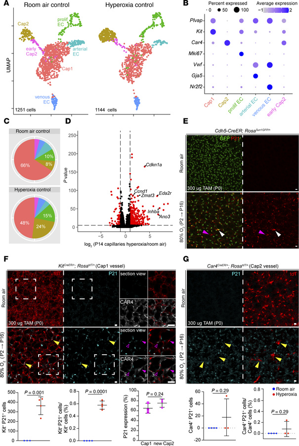 Hyperoxia exposure causes upregulation of p53 target genes in capillary ...