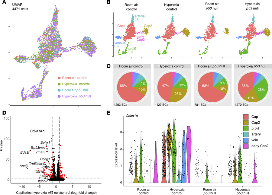scRNA-Seq reveals transcriptional changes associated with deletion of p5...