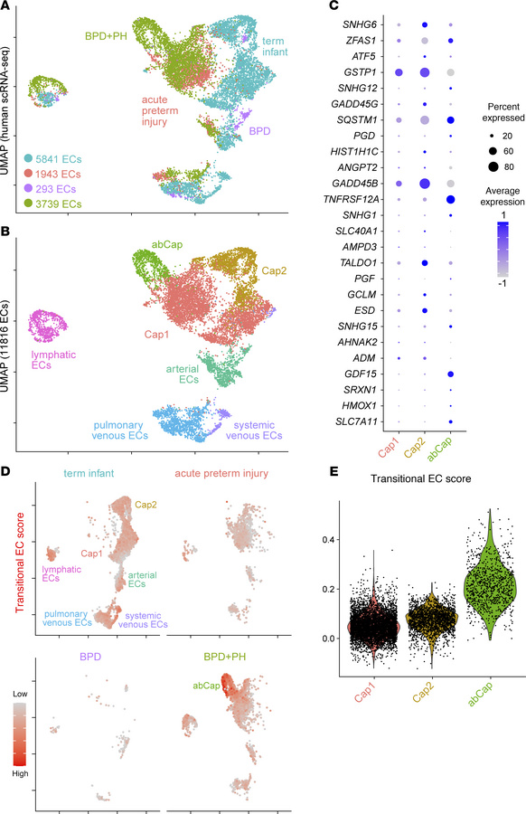 scRNA-Seq analysis of neonatal human lungs with BPD+PH reveals an abCap ...