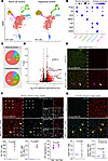 Hyperoxia exposure causes upregulation of p53 target genes in capillary ECs