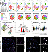 scRNA-Seq reveals a novel transitional EC population in the hyperoxia p53ΔE