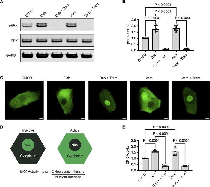 Sustained B-RAF blockade paradoxically activates ERK in human epidermal ...