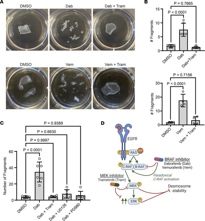 MEK suppression reverses B-RAF inhibitor–induced weakening of intercellu...
