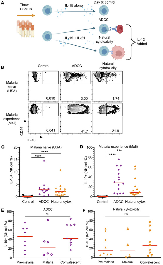 NK cells produce IL-10 during antibody-dependent cellular cytotoxicity (...
