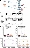 NK cells produce IL-10 during antibody-dependent cellular cytotoxicity (ADC
