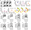 IL-10 is coexpressed with IFN-γ and CD107a.