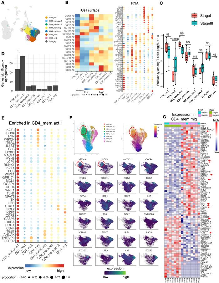 A dysfunctional CD4+ T cell cluster with features of migratory and cytot...