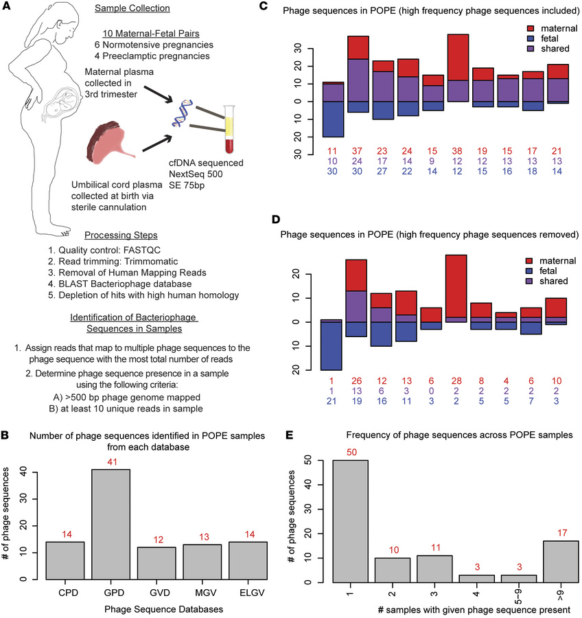 Bacteriophage DNA in umbilical cord blood in POPE dataset.
(A) Study des...
