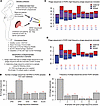 Bacteriophage DNA in umbilical cord blood in POPE dataset.