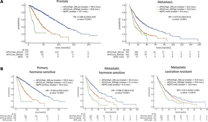 APUC-6-high, AR-high, and NEPC tumors have distinct clinical outcomes.
(...